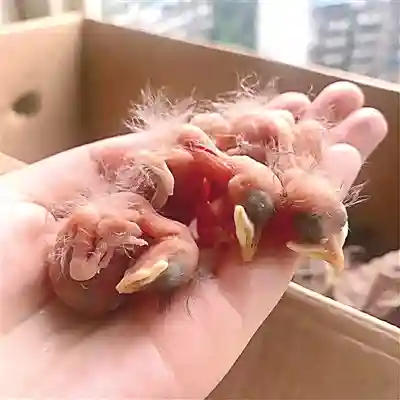 这窝捡来的雏鸟该怎么养？