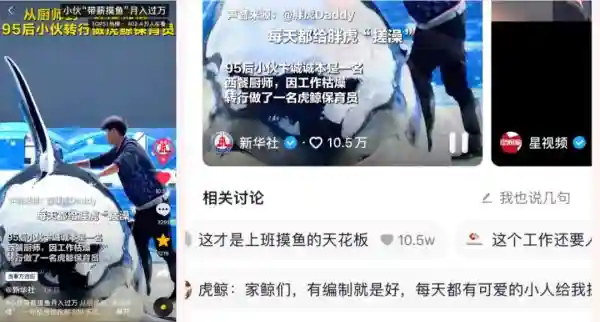 “带薪摸鱼”！虎鲸和保育员成“带票”高手，“职人”有多厉害
