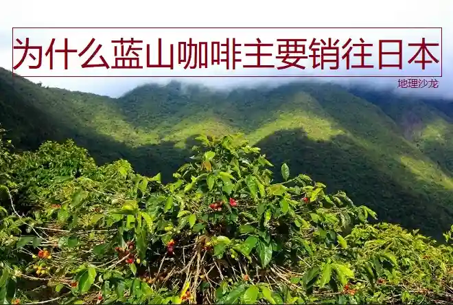 牙买加蓝山山脉十分适宜咖啡种植，为什么蓝山咖啡主要销往日本？