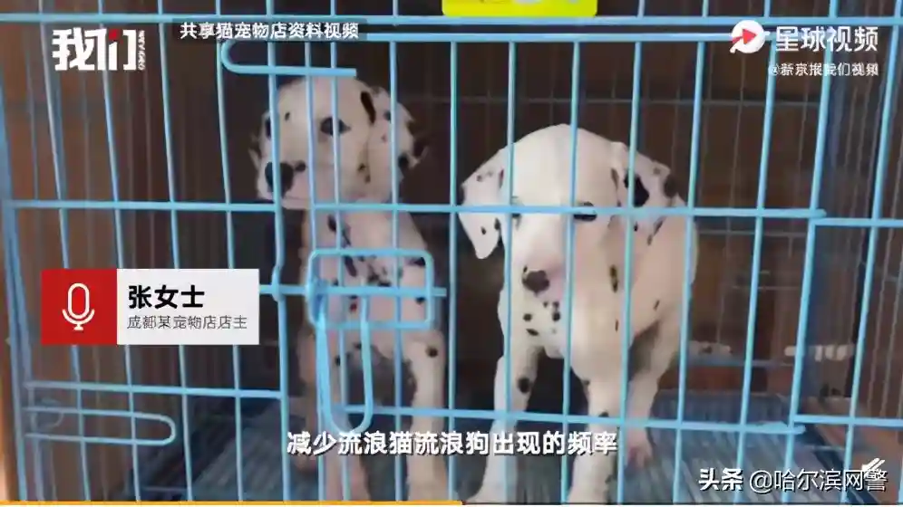 骗子又出新套路，可爱小猫沦为「骗钱工具人」